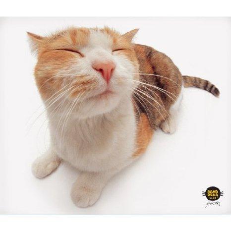 Allsop Clean Screen Cloth - Pet Me Cat